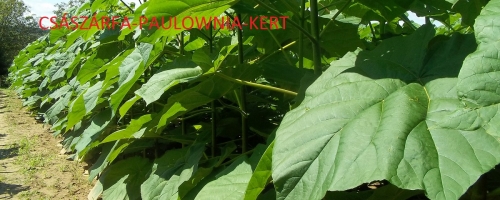 Catalpifolia 10 hetes